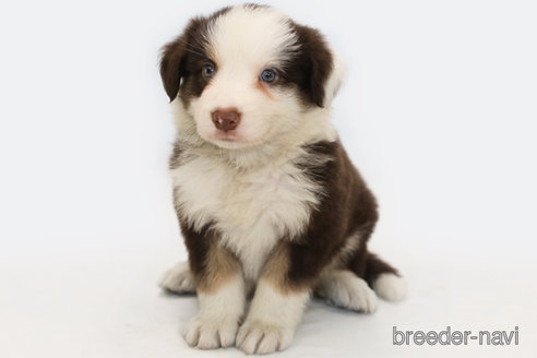 成約済の神奈川県のボーダーコリー-319175の1枚目